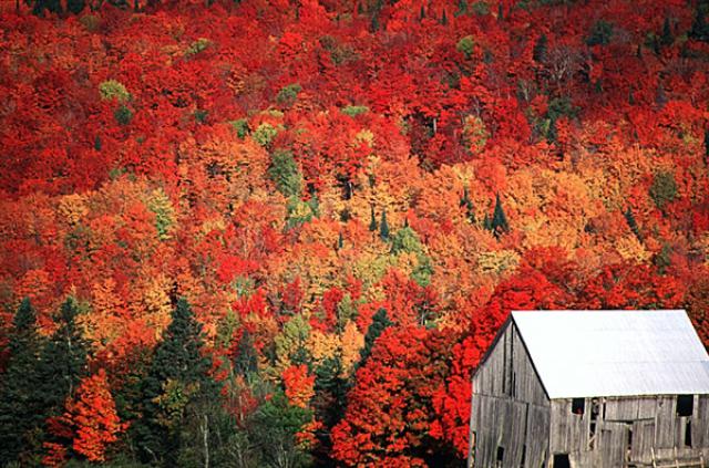 Landscape Fall Follaige And A Little House